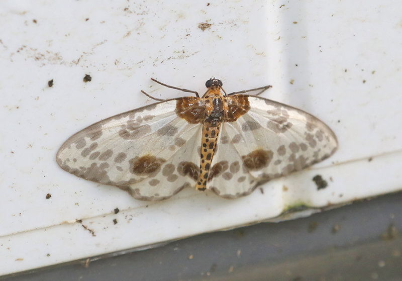 Magpie Moths