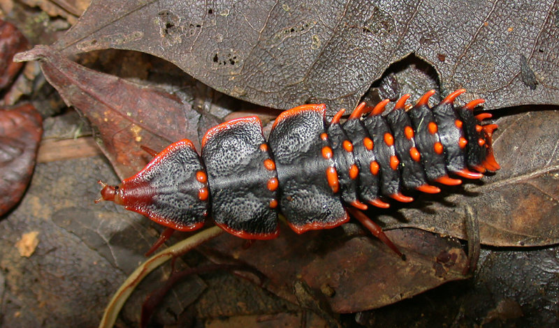 Treelobite Beatle