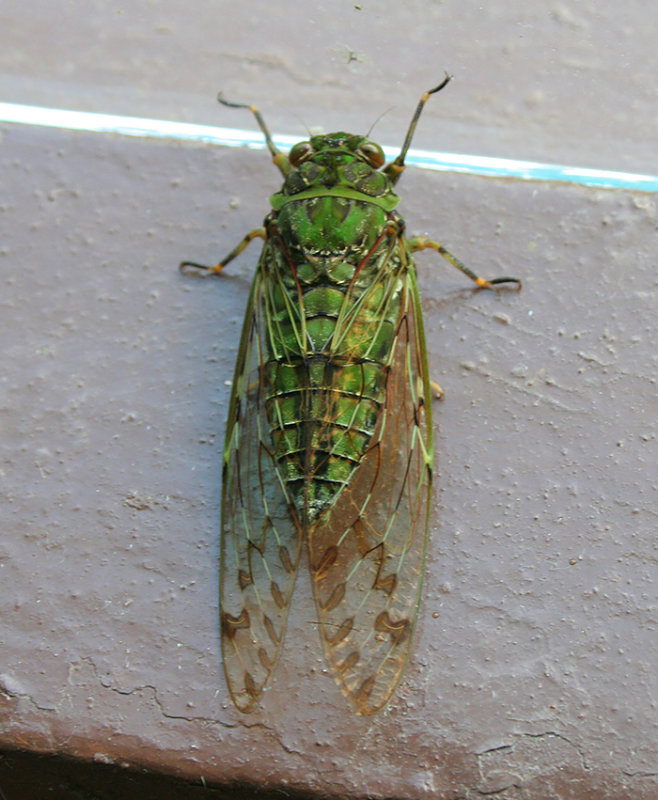 Genus Terpnosia a member of Translucent Cicadas