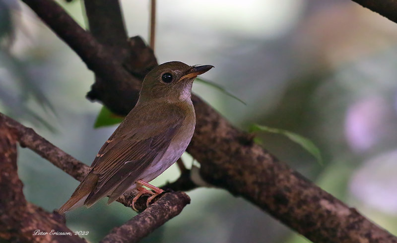 Brown-chested Jungle Flycatcher