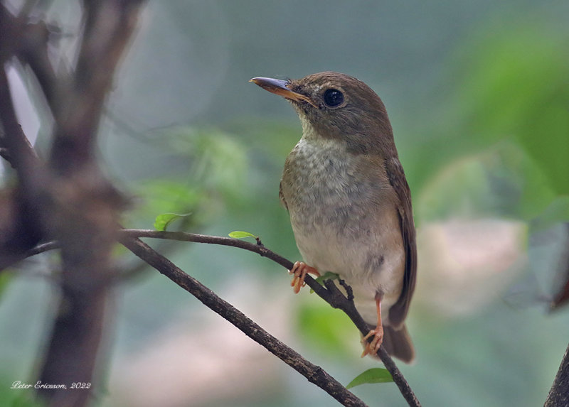 Brown-chested Jungle Flycatcher