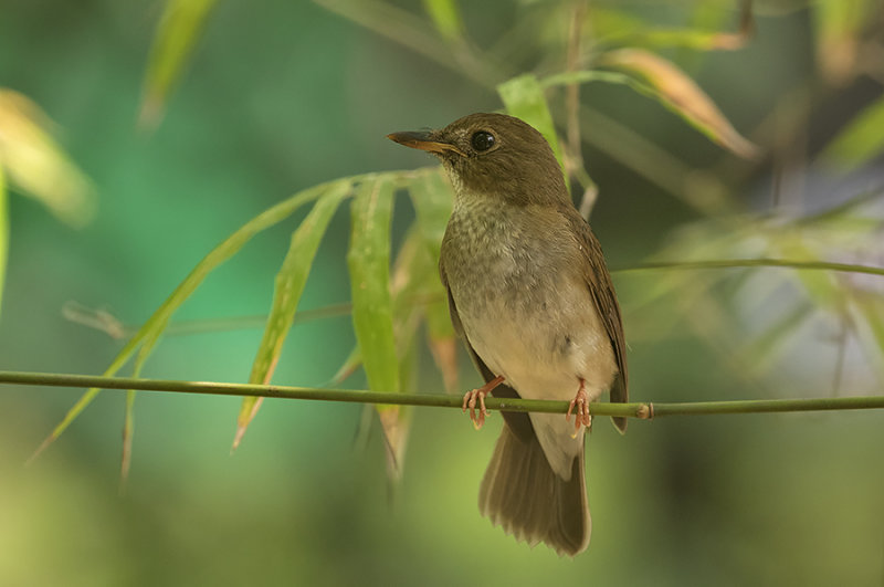 Brown-chested Jungle Flycatcher