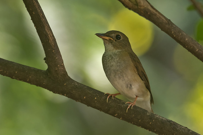 Brown-chested Jungle Flycatcher