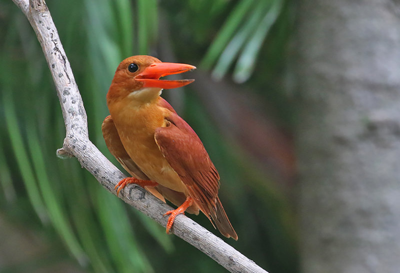 Ruddy Kingfisher