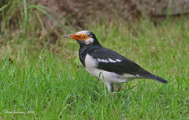 Asian Pied Starling