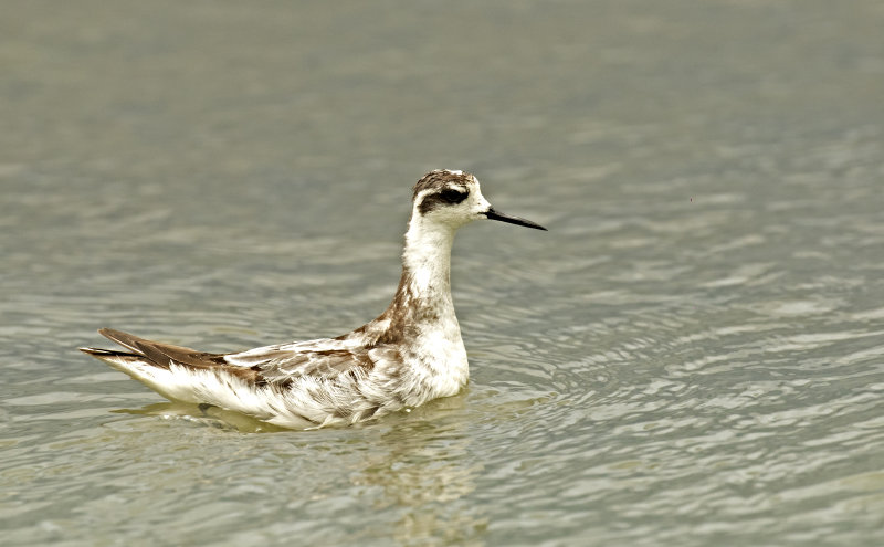 Red-necked Phalarope