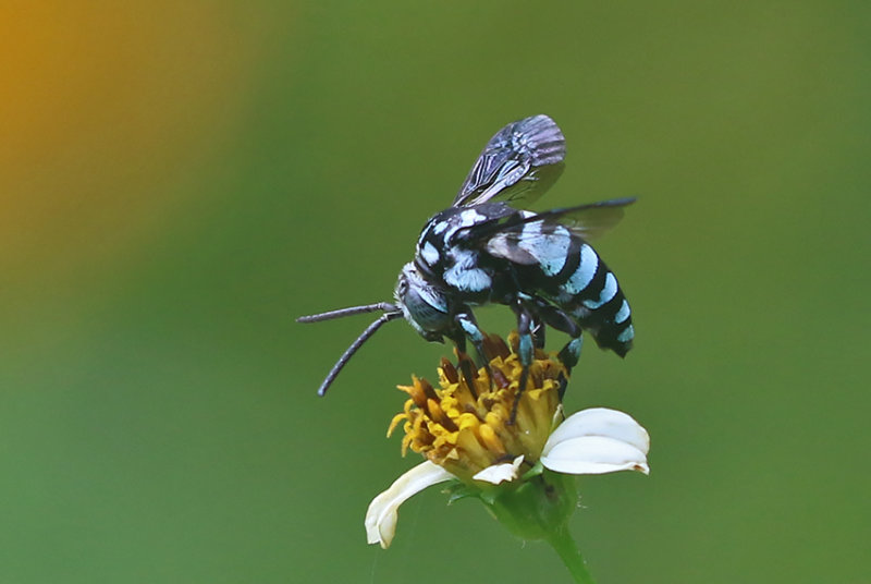 Himalayan Cloak-and-dagger Bee