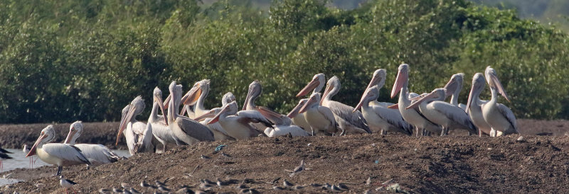 Spot-billed Pelicans