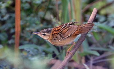 Rusty-rumped Warbler (Pallas's Grasshopper Warbler)