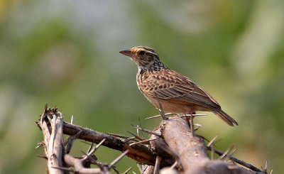 Indo-chinese Bushlark