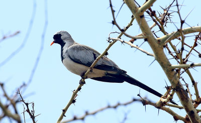 Namaqua Dove