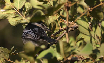 Black-backed Puffback