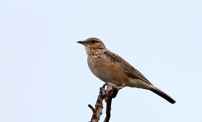 Pink-breasted Lark