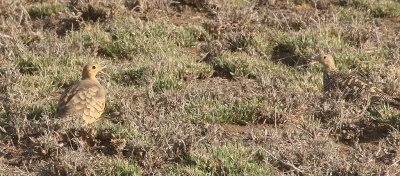 Chestnut-bellied Sandgrouse