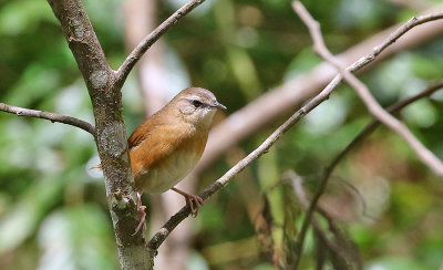 Cinnamon Bracken Warbler