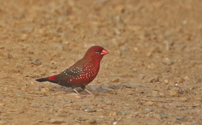 Red Avadavat