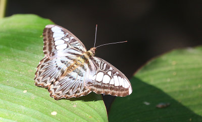 Clipper (Parthenos sylvia)
