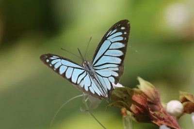 Wanderer (Pareronia valeria)