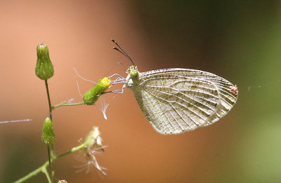 Psyche (Leptosia nina)