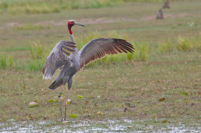 Sarus Crane
