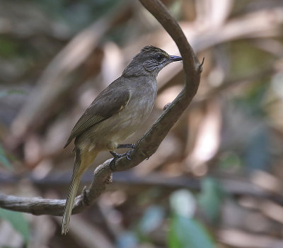 Streak-eared Bulbul