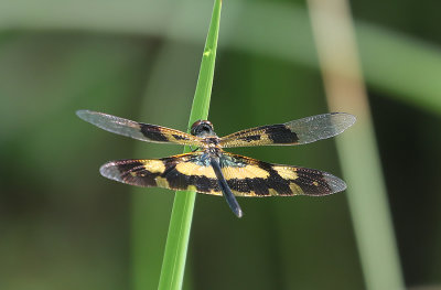 Variegated flutterer aka Common Picturewing,  Rhyothemis variegata