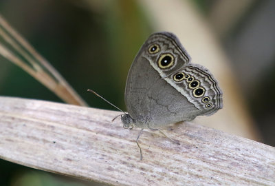 Dark-branded Bushbrown (Mycalesis mineus)