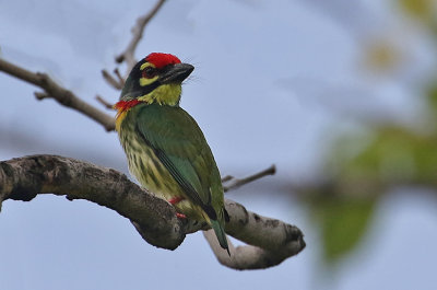 Coppersmith Barbet
