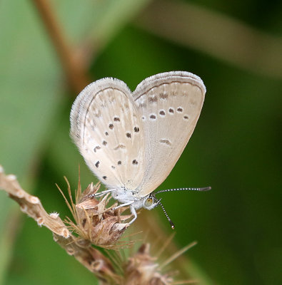 Lesser Grass Blue (Zizina otis)