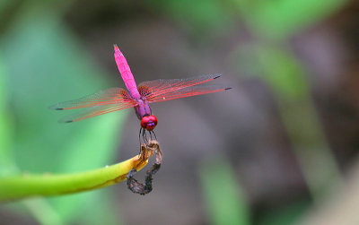 Crimson Dropwing (Trithemis aurora)