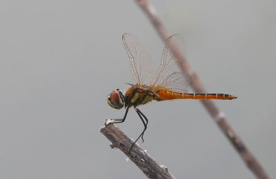 Wandering Pennant (Macrodiplax cora)