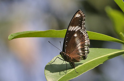 Great Eggfly (Hypolimnas bolina)