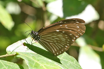 Striped Blue Crow Butterfly (Euploea mulciber)