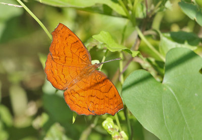 Banded Castor (Ariadne specularia)