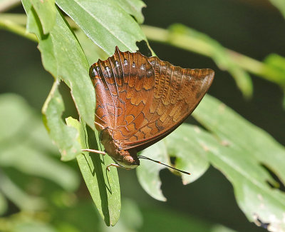 Tawny Rajah Charaxes bernardus