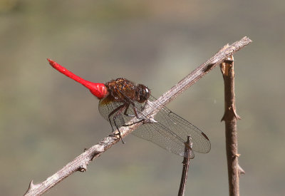 Brown-backed Red Marsh Hawk Orthetrum chrysis