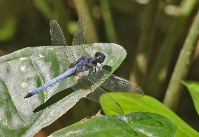 Blue Marsh Hawk Orthetrum glaucum