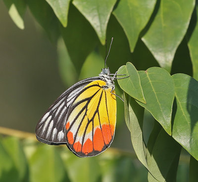 Butterflies of Bangkok