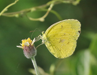 Common Grass Yellow Eurema hecabe