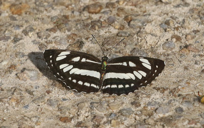 Common Sailer Neptis hylas