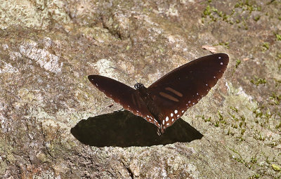Double-branded Crow Butterfly (Euploea sylvester)