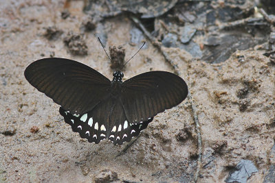 Siamese Raven (Papilio castor ssp. mahadeva)