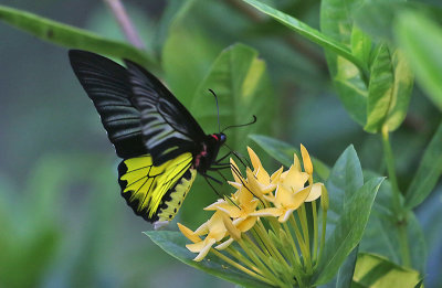 Golden Birdwing (Troides aeacus)