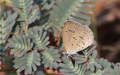 Lesser Grass Blue (Zizina otis)