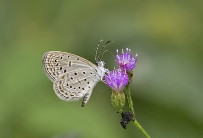 Tiny Grass Blue Zizula hylax