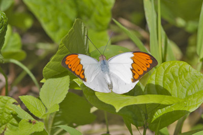 Great Orange Tip Hebomoia glaucippe