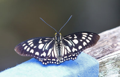 Courtesan (Euripus nyctelius)