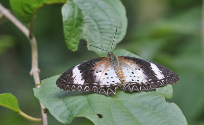 Leopard Lacewing Butterfly Cethosia cyane, female