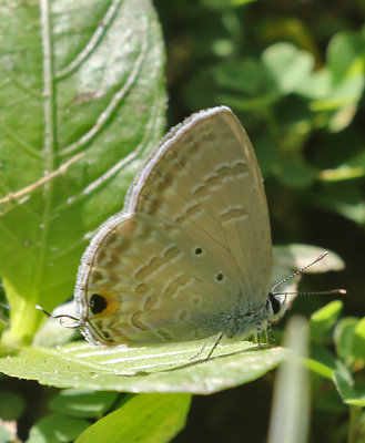 Forget-Me-Not (Catochrysops strabo)