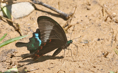 Paris Peacock Swallowtail (Papilio paris)